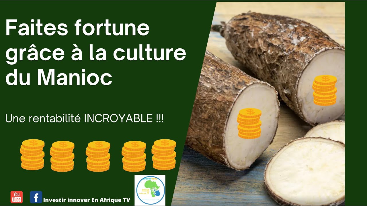Investir Cameroun - Pourquoi investir dans la culture du manioc au Cameroun et en Afrique ?