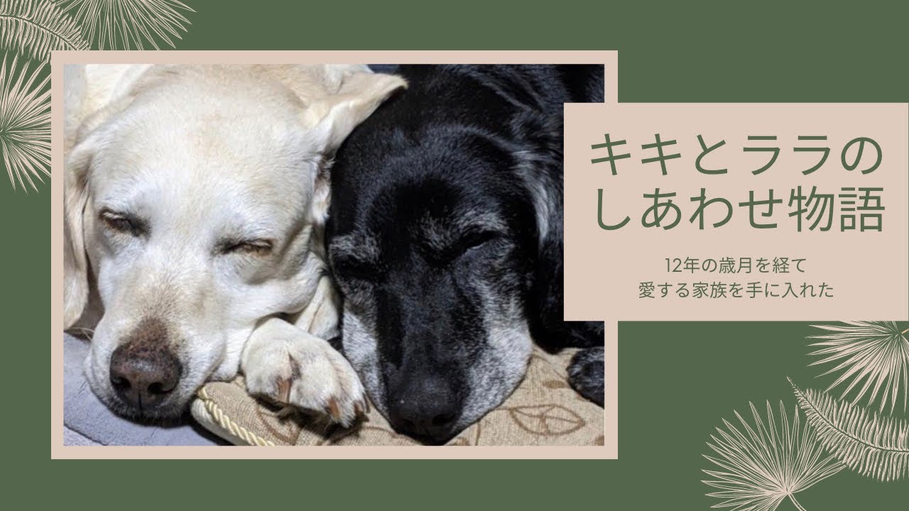 12年の歳月を経て 愛する家族を手に入れた キキとララのしあわせ物語
