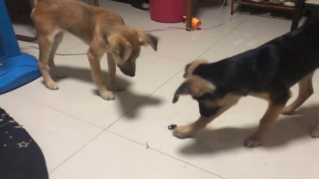 Funny Dogs Videos And They Fighting Over Food 