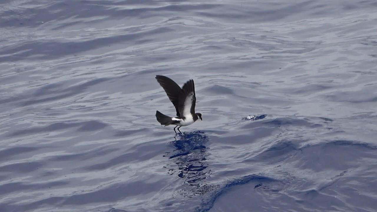 Polynesian Storm-petrels, Marotiri Rocks, South Pacific, October 2019