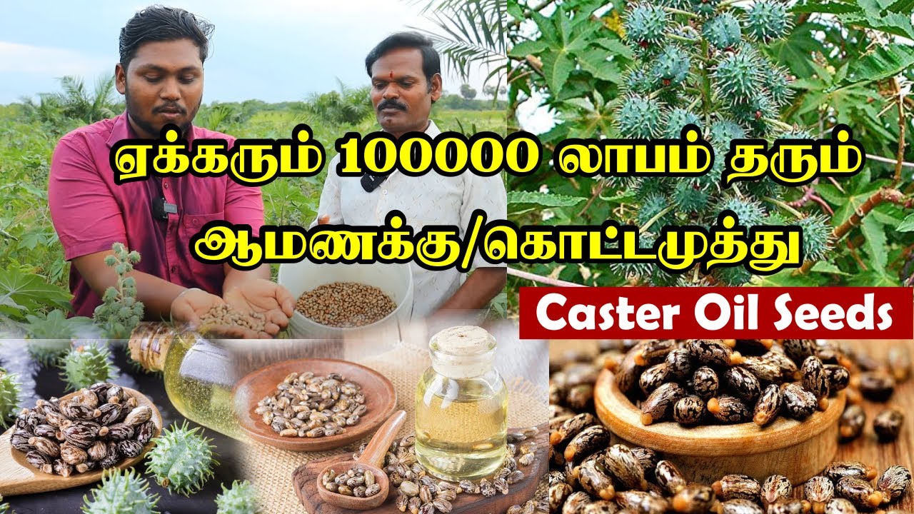 ஆமணக்கு விதை கிலோ ரூ.300 | ஆமணக்கு செடி வளர்ப்பது எப்படி? | இயற்கை விவசாயம் | Castor Oil seeds