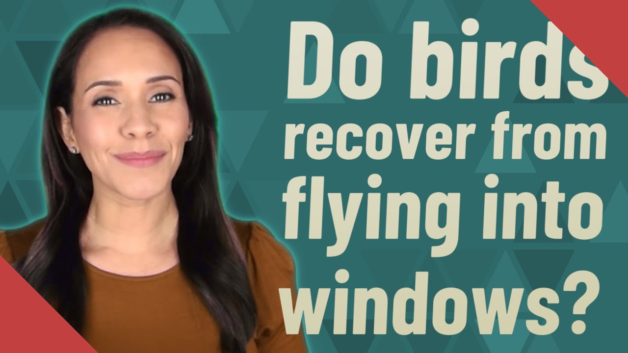 Do birds recover from flying into windows?