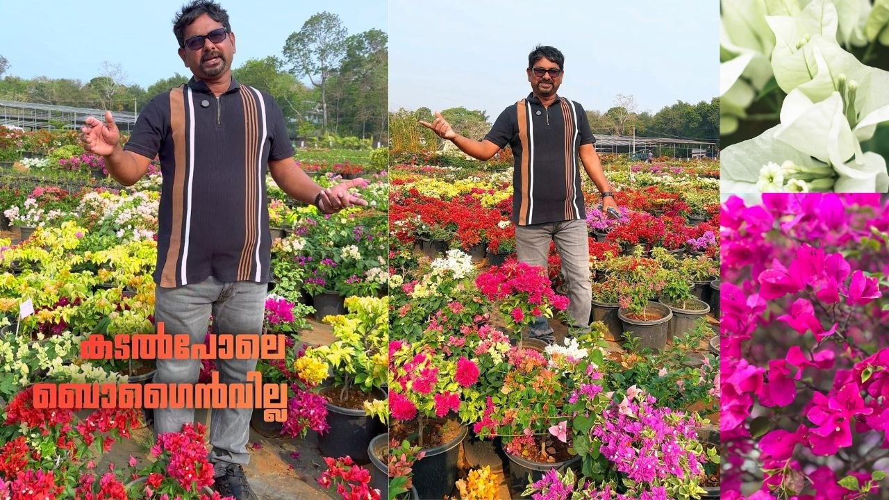 കടൽ പോലെ ബൊഗൈൻവില്ല ചെടികൾ, ഞെട്ടിക്കുന്ന കളക്ഷൻ Amazing Bougainvillea Collection