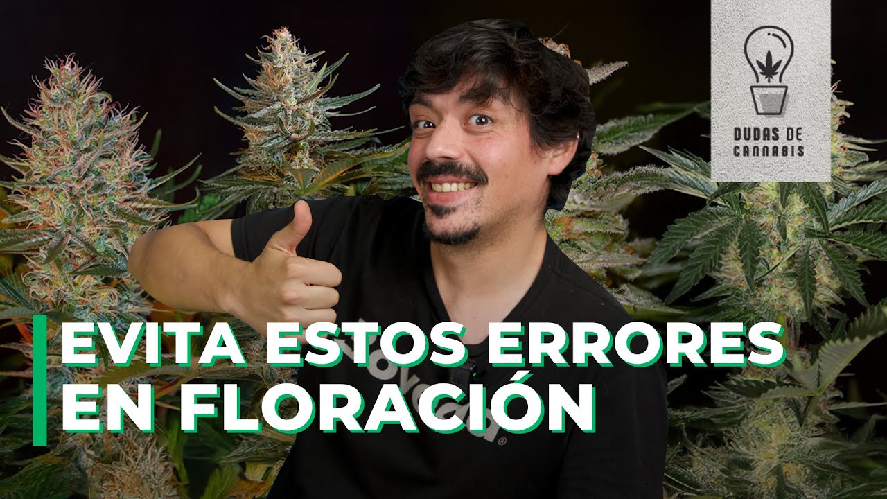 FLORACI&Oacute;N DE MARIHUANA EN EXTERIOR