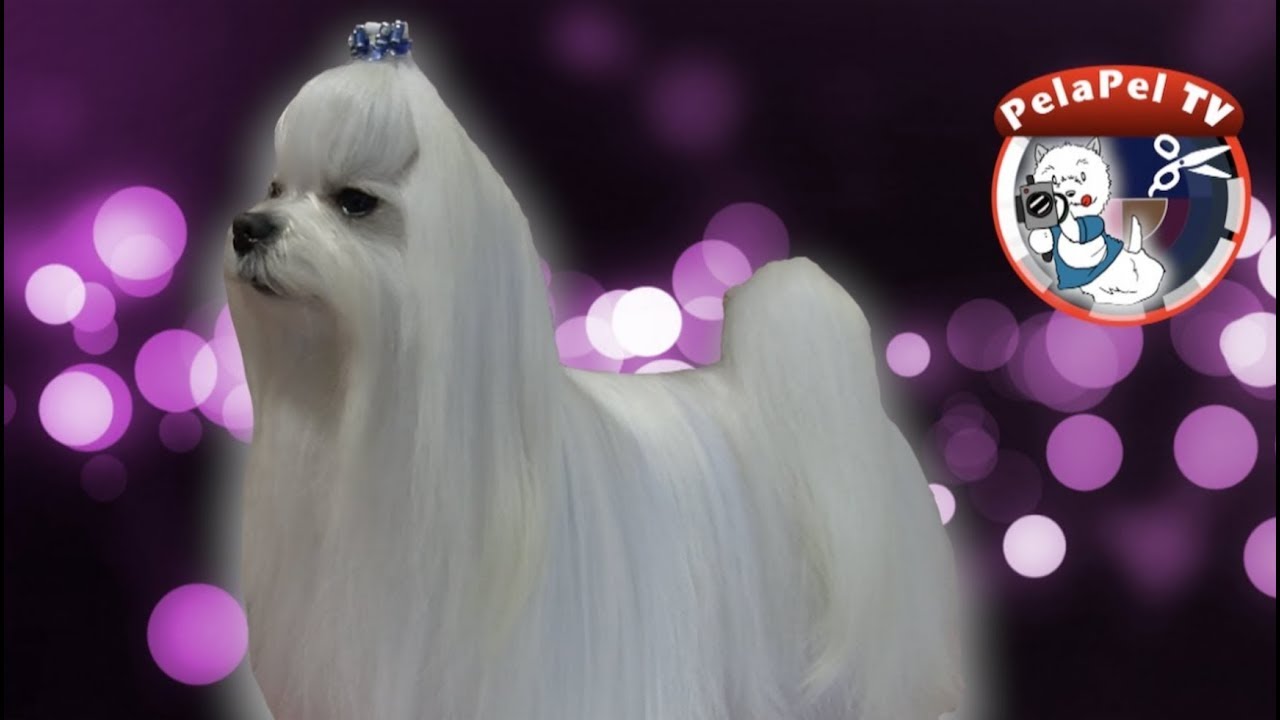 PELUQUERÍA CANINA DEL BICHÓN MALTÉS - GROOMING A MALTESE BY NATY JONTARI