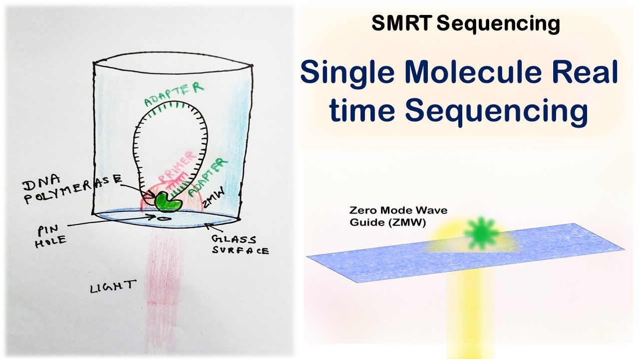 SMRT | Single Molecule Real Time sequencing