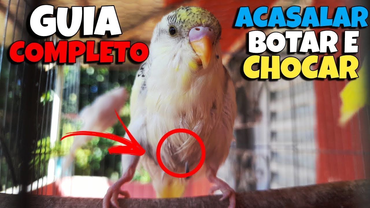 QUANTO TEMPO LEVA PRA UM PERIQUITO ACASALAR BOTAR E CHOCAR GUIA COMPLETO!!!(full hd/4k)