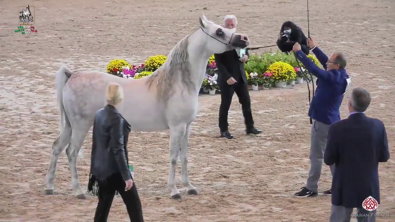 N 109 PICCADILLY   Italian Nationals 2020   San Giovanni In Marignano   Stallions 4 to 6 Years Old C