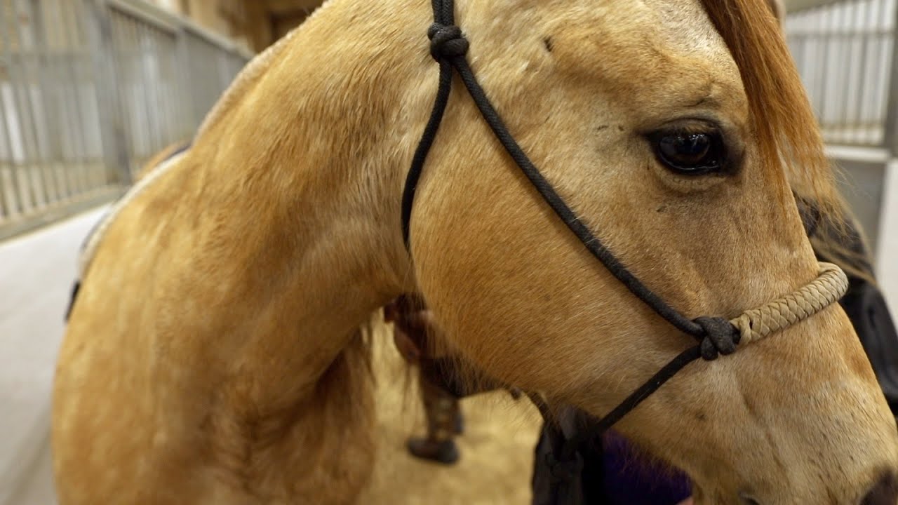 Hemp for Horses