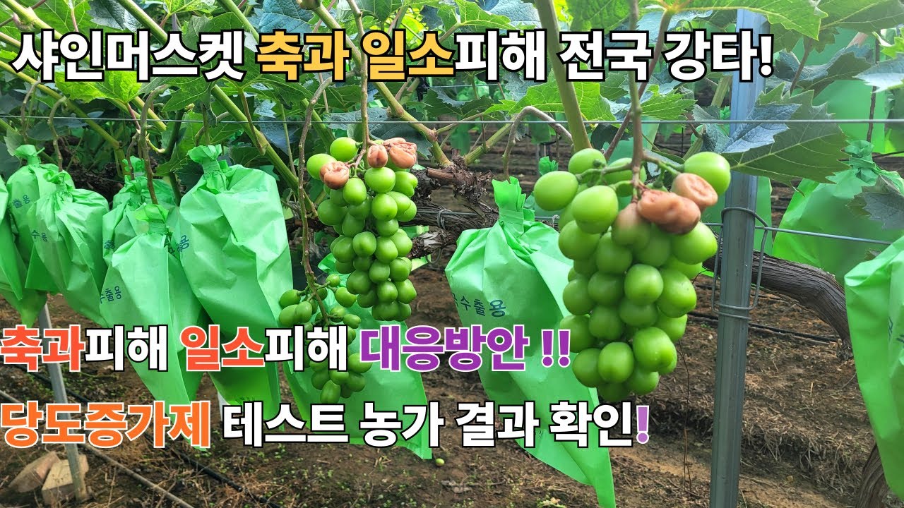 샤인머스켓 고온으로 일소피해 축과피해 전국 강타 대응방안 및 당도증가 테스트 농가 현장확인