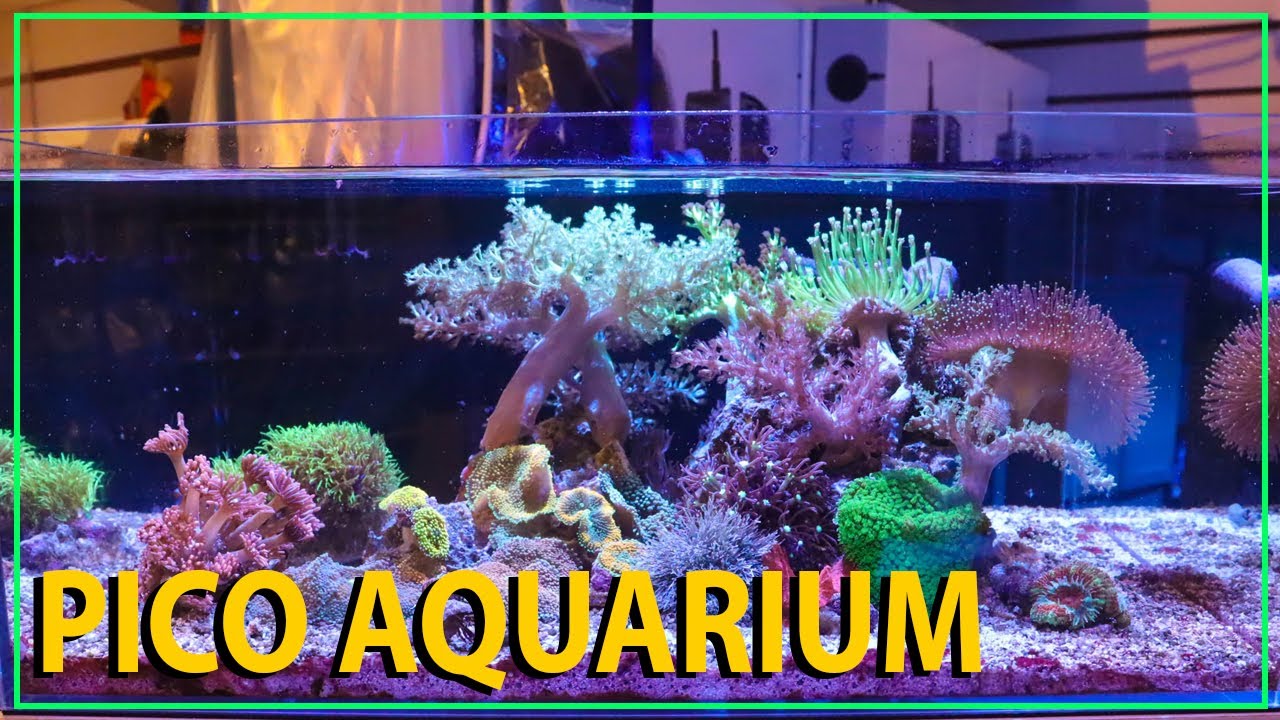 1 YEAR - NO WATER CHANGES - How's the pico aquarium doing?