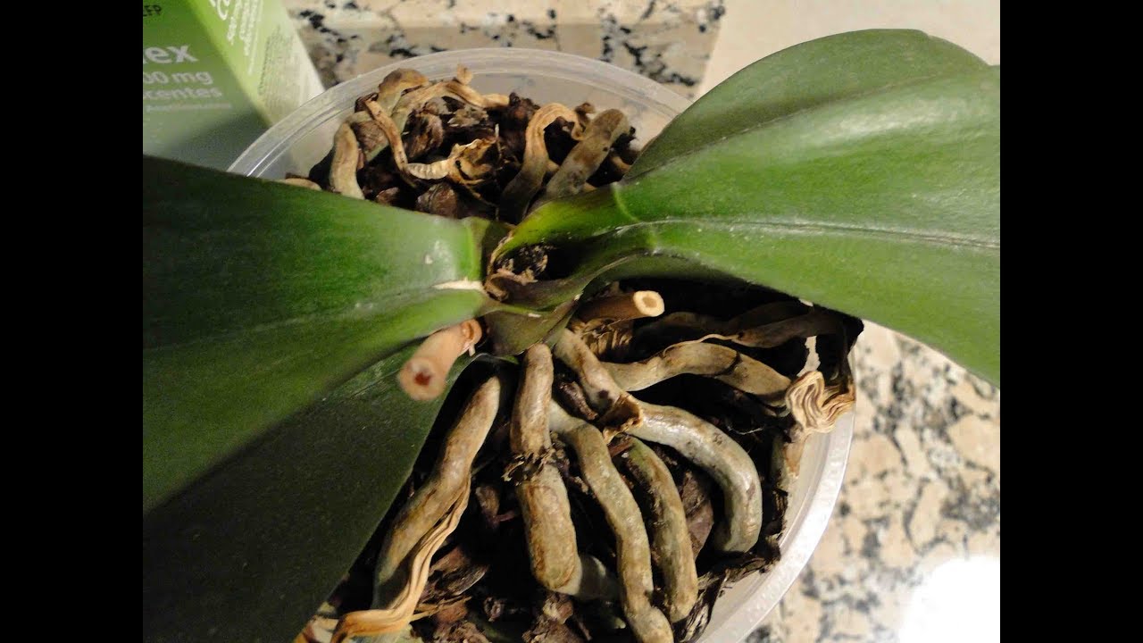 ¿Como rescatar Orquídea con pudrición de corona?