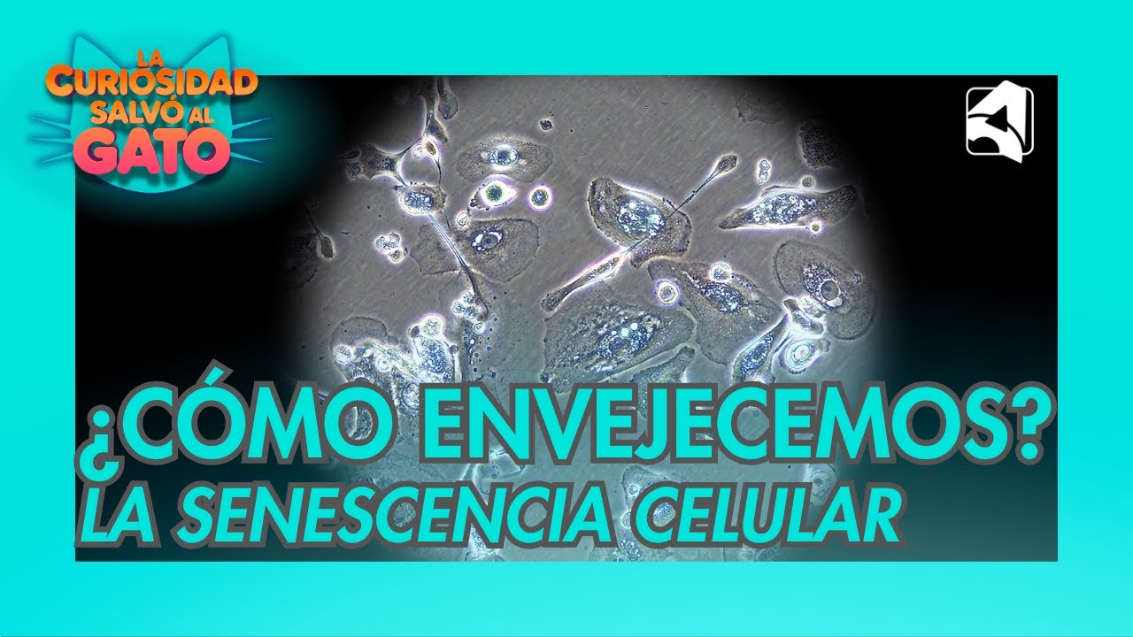¿Qué es la SENESCENCIA CELULAR?