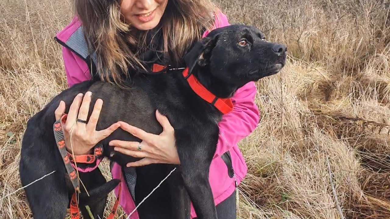 Family Adopts Dog Rescued From Roadside And Here's What Happened