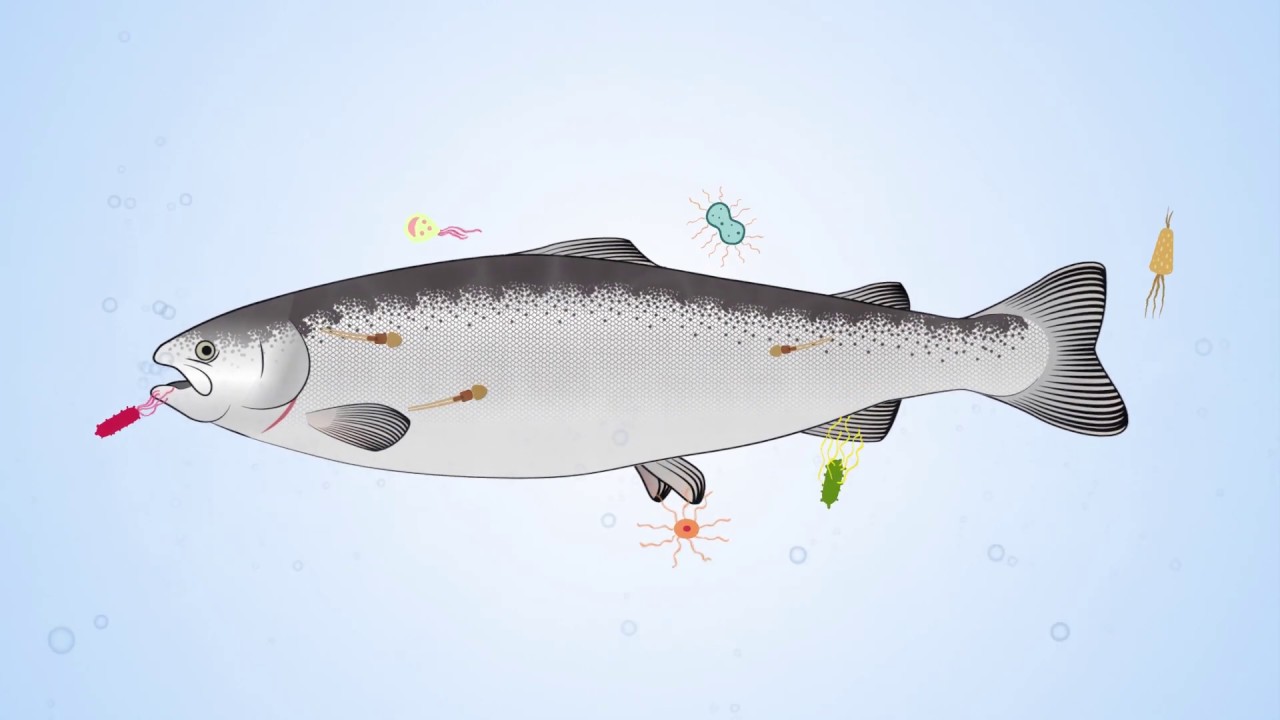 Fish skin and how the wounds heal