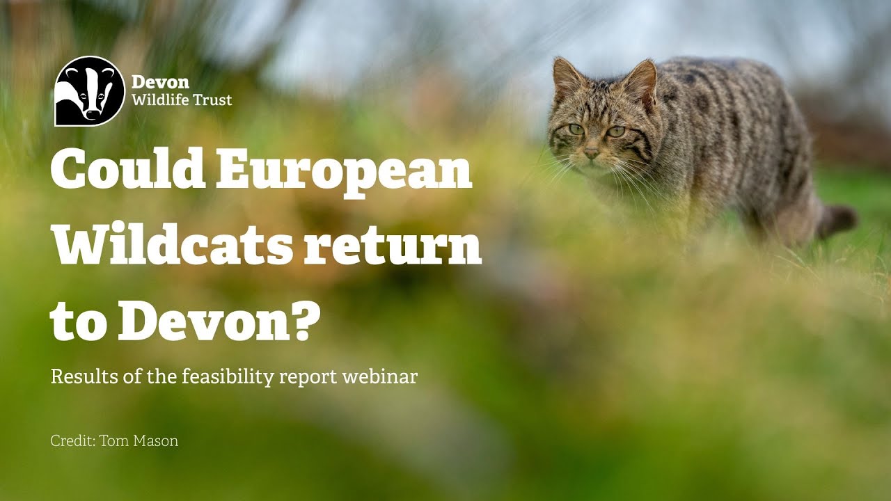 Could European Wildcats return to Devon?