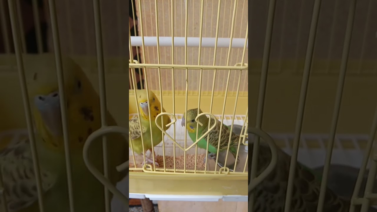 #bajariBirds#viral