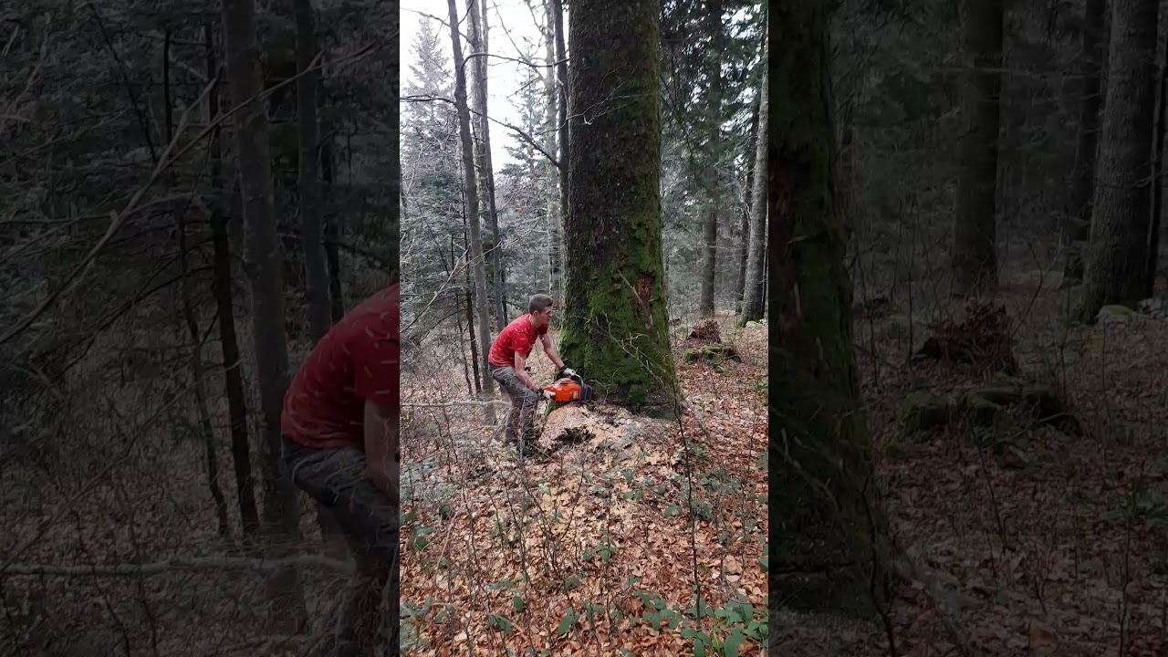 Obaranje Stabla Husqvarna 365
