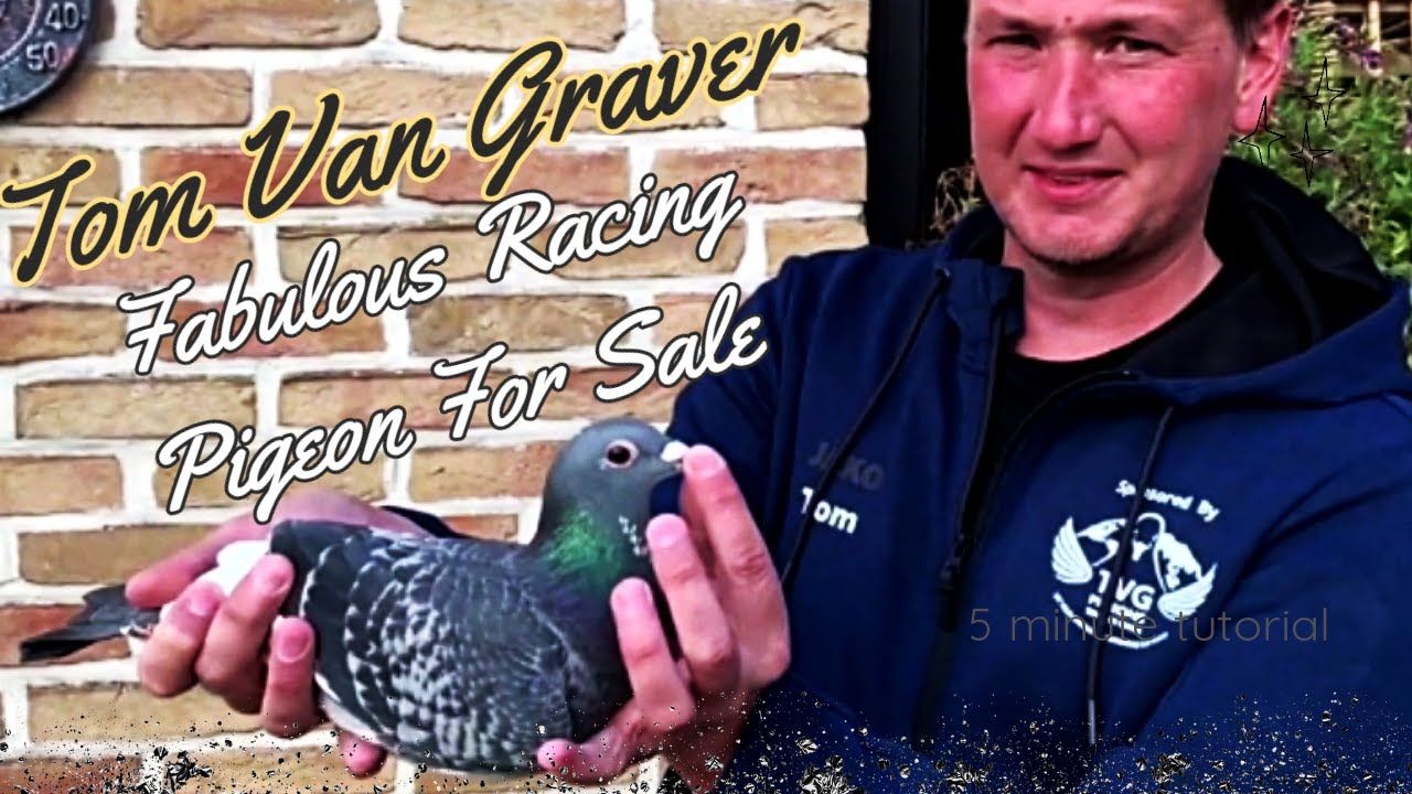 Tom Van Graver | Fabulous Breeder Racing Pigeon For Sale | Pipa Pigeons Paradise Auction