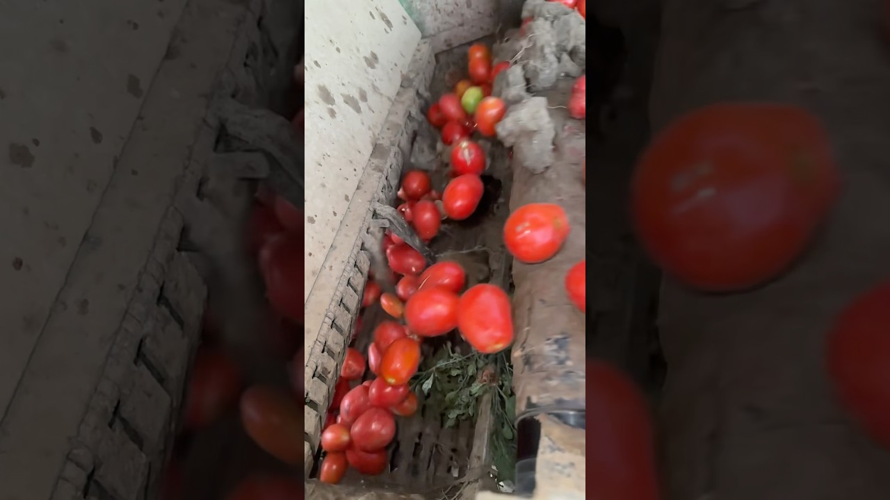 🍅Tomato Sorting Machine in Action | Fresh Produce Technology #tomato #machine #sorting #tomatoes