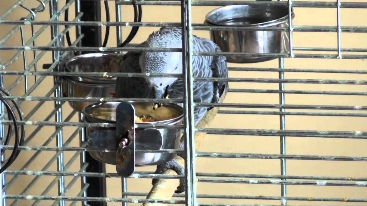 Professzor &Uacute;r, a papag&aacute;j - the gray parrot
