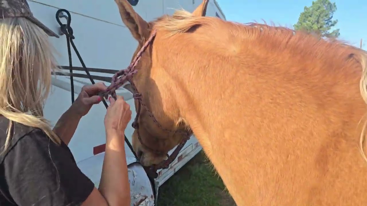 Retired ranch versatility horse for sale!
