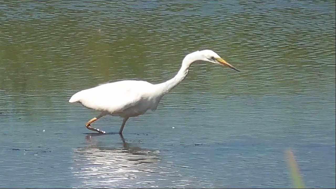 Great White Egret.