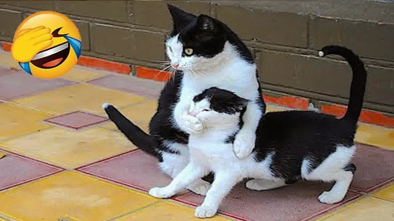 Warning: You Might Laugh Too Hard 😂 Funny Pet Moments #63