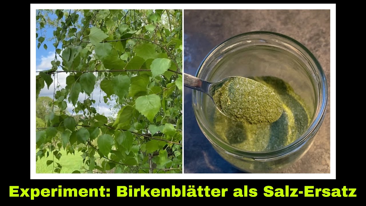 Birkensalz selber machen | Birkenblätter in der Selbstversorgung nutzen