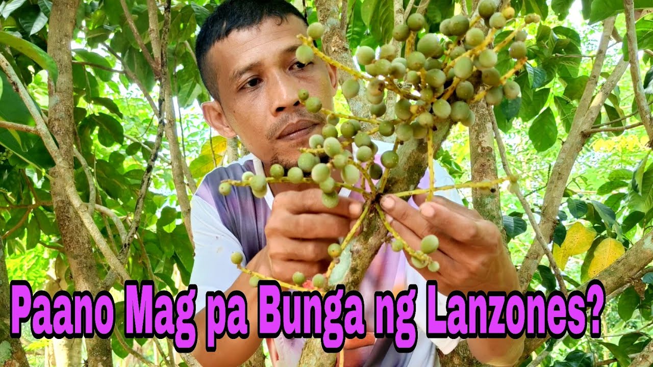 PAANO  PABUNGAHIN ANG LANZONES?