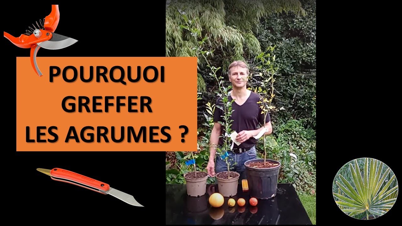 Pourquoi greffer les agrumes 🍋 ?