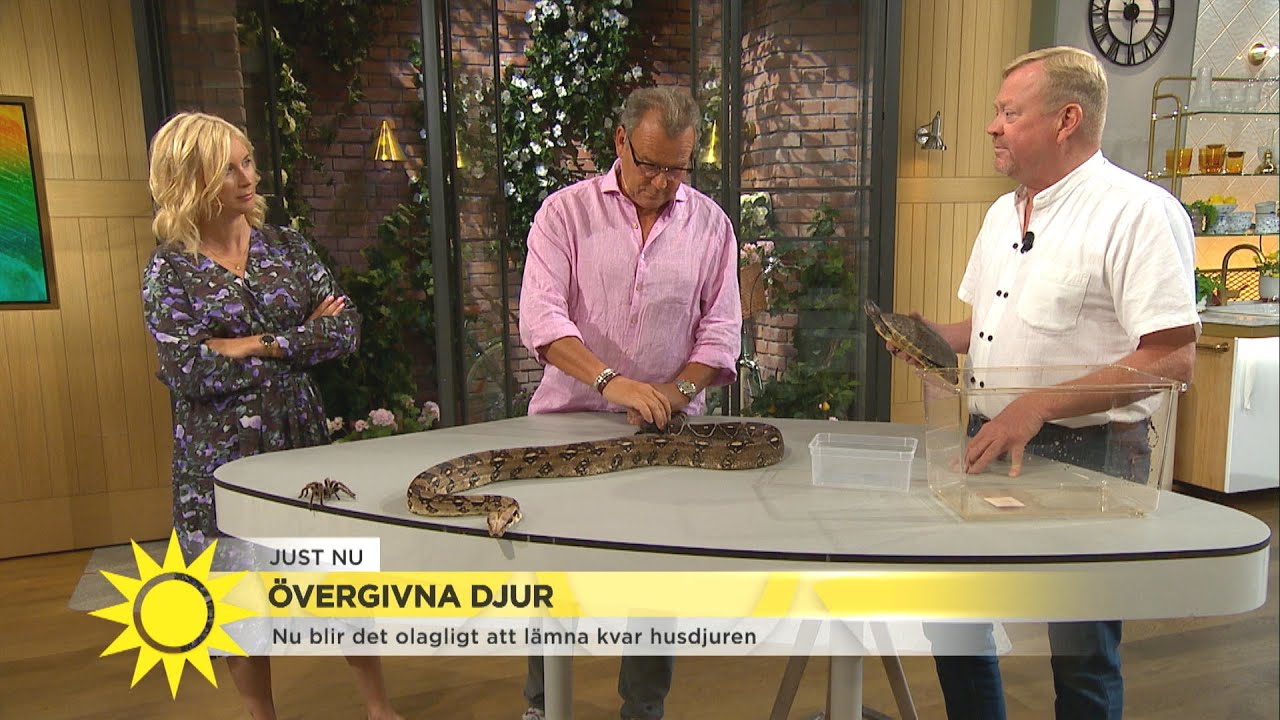 Jonas Wahlström ”Ta ansvar för dina husdjur” - Nyhetsmorgon (TV4)
