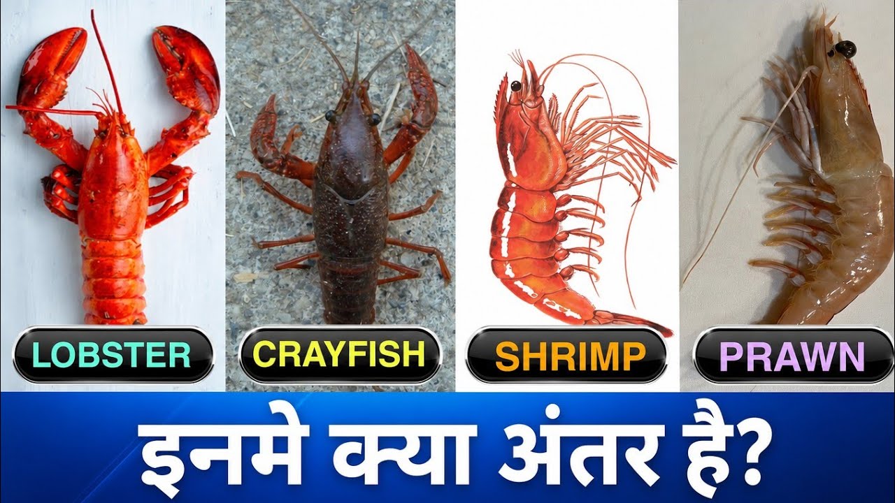 Differentiate Between Lobster,Crayfish,Shrimp And Prawn