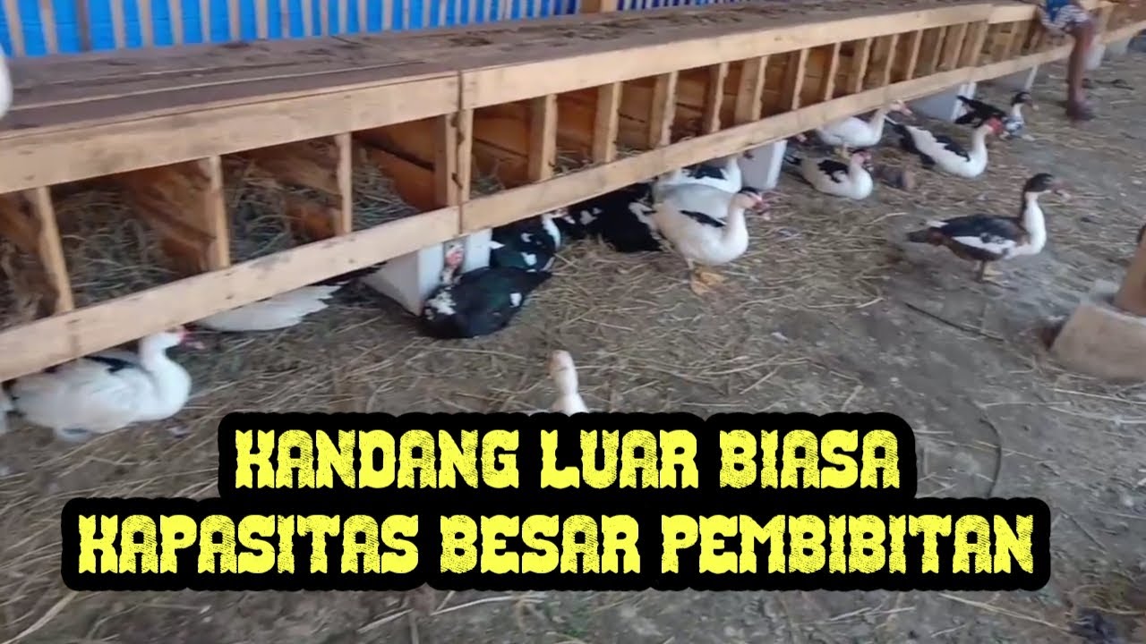 ternak entok pembibitan kandang moderen