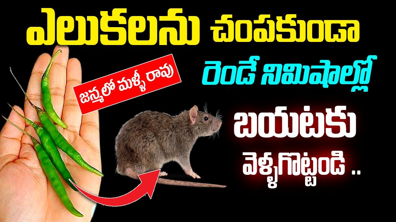 రెండే నిమిషాల్లో ఇంట్లోని ఎలుకలన్నీ బయటకు పరుగుతీస్తాయి || How to get rid of Rats in House Fast
