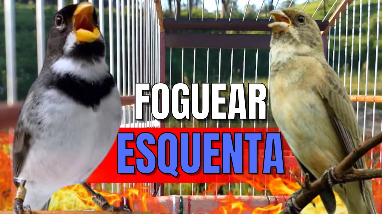 COLEIRO TU&Iacute;-TU&Iacute; COM F&Ecirc;MEA CHAMANDO PARA ESQUENTAR COLEIRO FRIO E ENCARTE DE COLEIRO TUI TUI