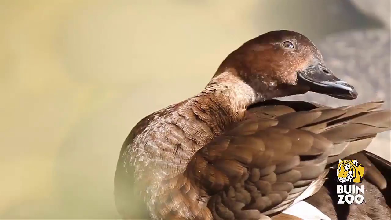 Buin Zoo Video Corporativo