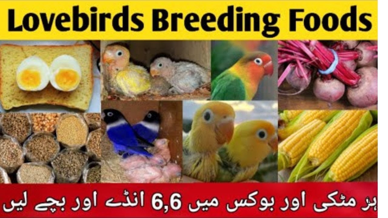 “Welcome to BirdsWalaVlogs  | Lovebirds, Cockatiels, Breeding Updates & Daily Bird Vlogs!!