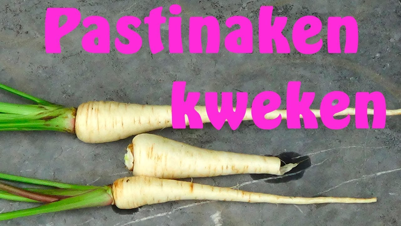 Pastinaken kweken