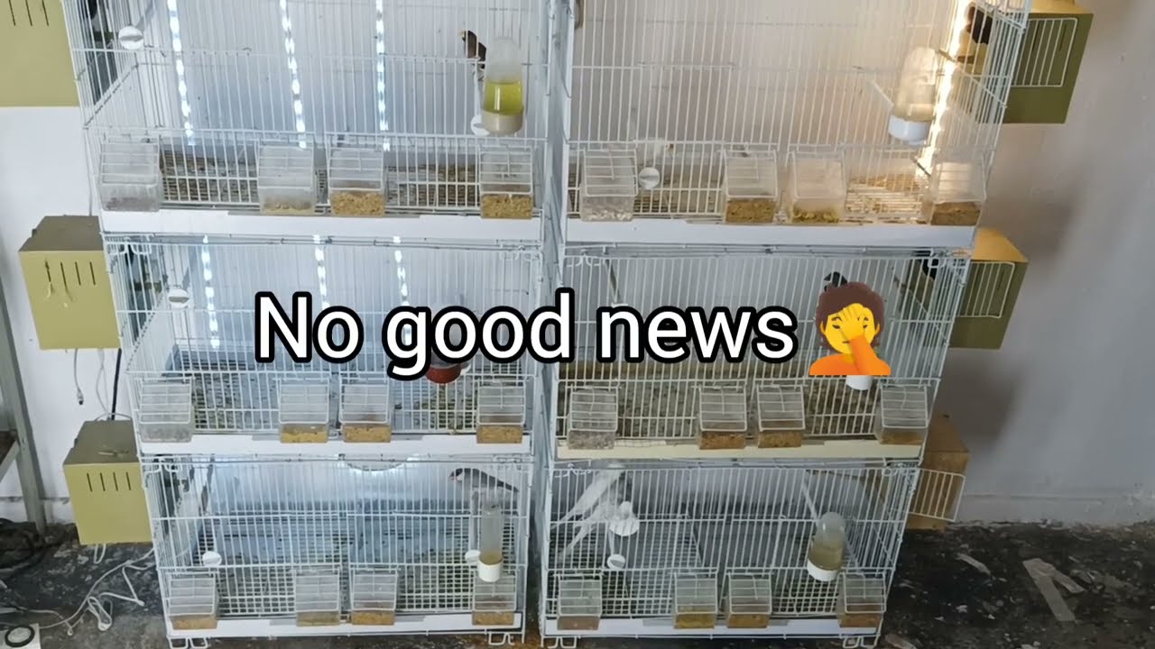 I put the nests for Cuban finch pair, Strawberry finch and Orange Cheecked waxbills!