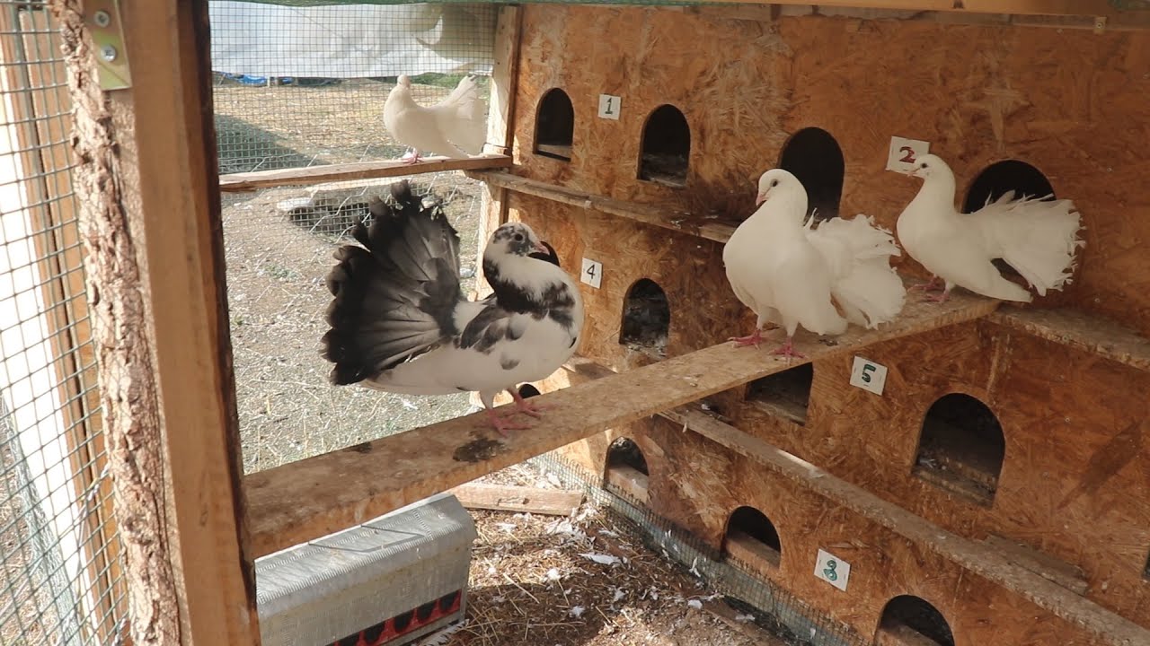 Güvercin Kümesim Sepet Kuyruklar