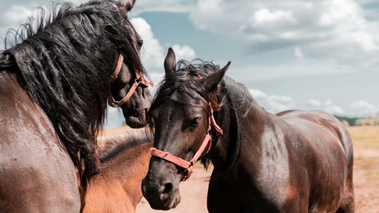 relaxing horse moments, Relax and enjoy these majestic horses.