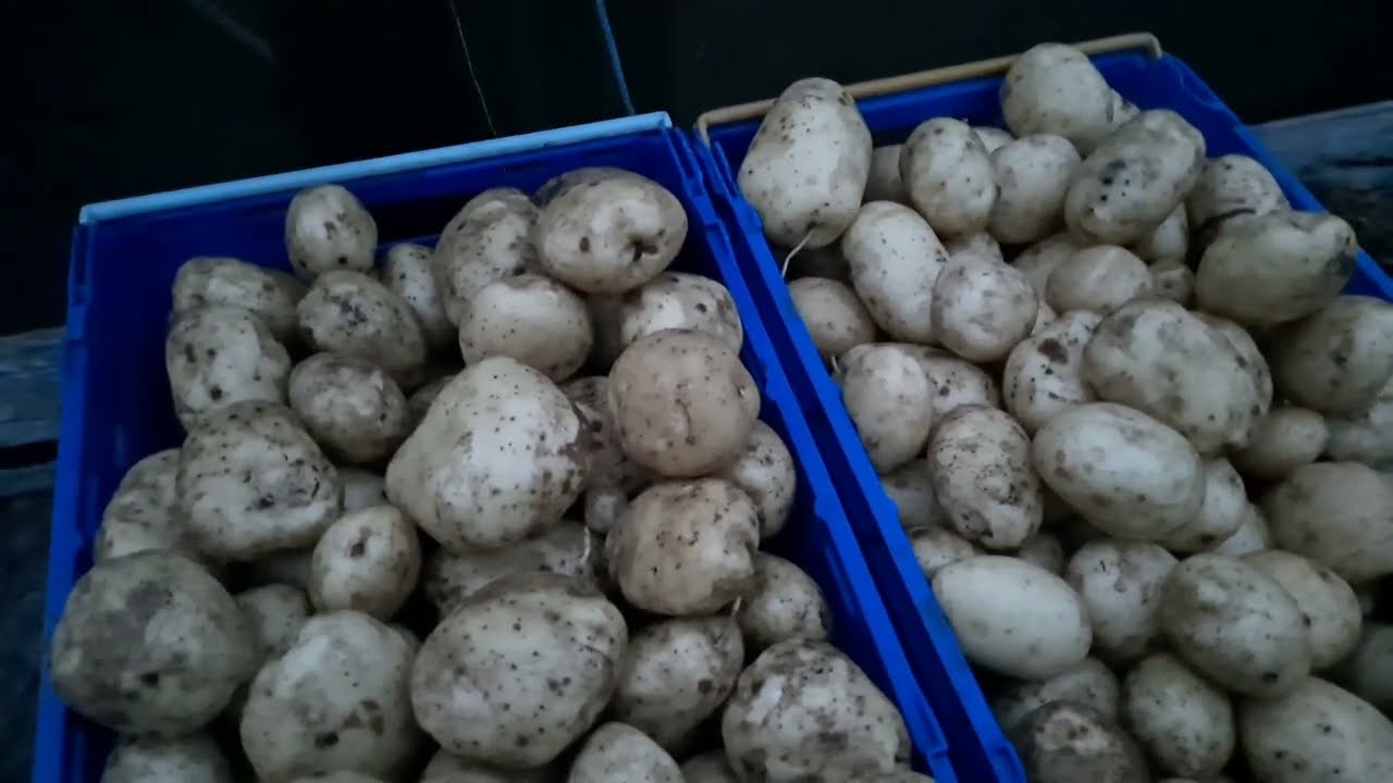 Allotment Update 14/8/22  Harvesting the Orla Main crop potatoes