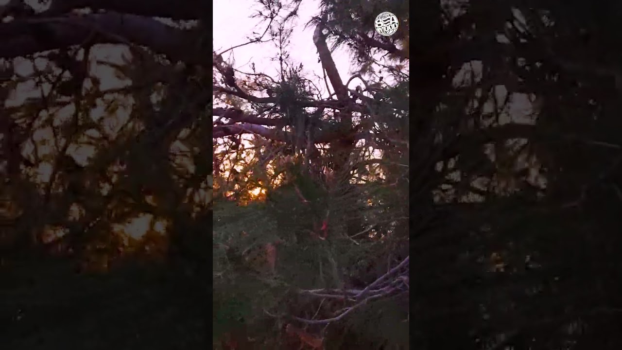 Sunset Sun Through Pines #shortsvideo #shortvideo #sky #skylovers #sunset #sun #forest #tree #pines