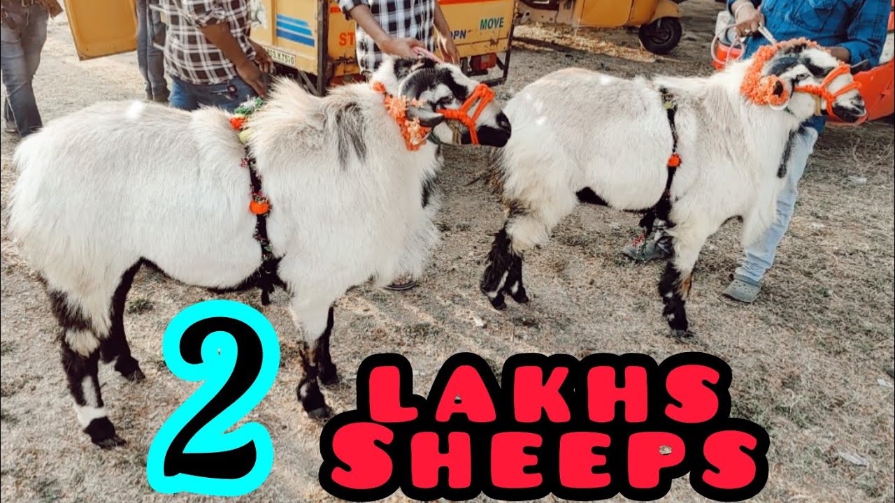 Punganur Biggest sheeps&goat Market (Once in a year)