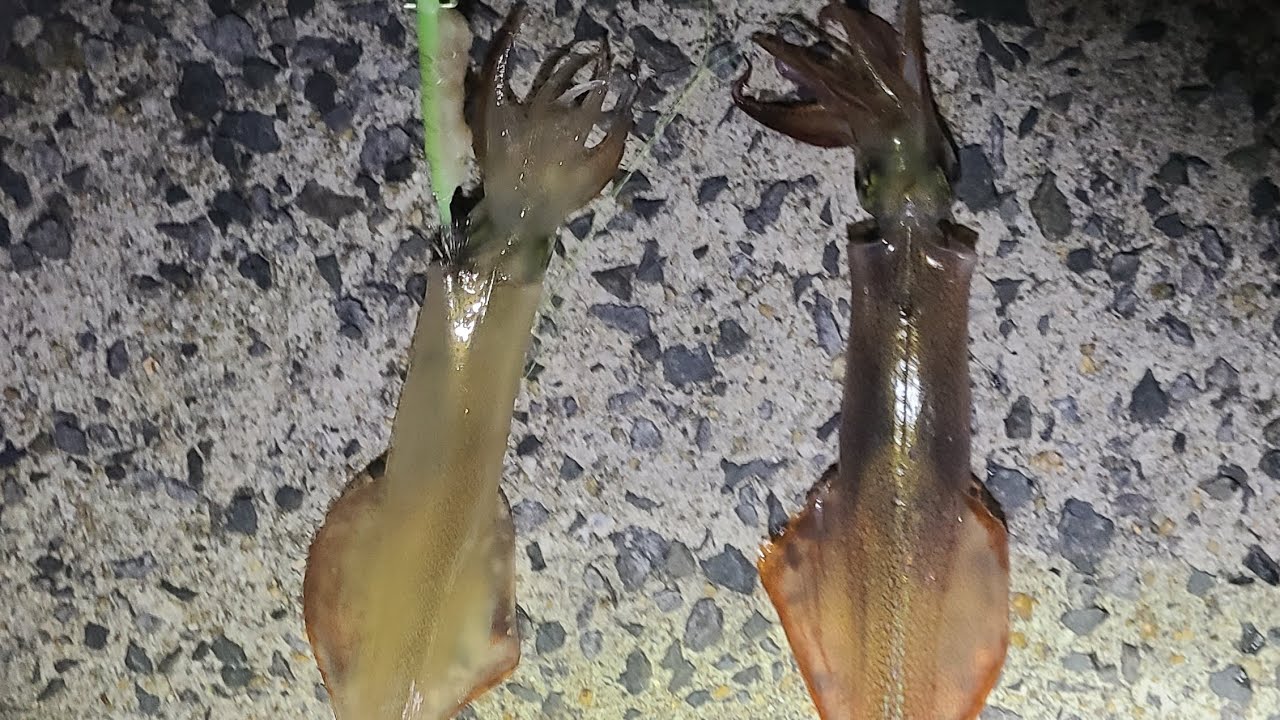 2025年 爆釣❗呼子でササイカ！