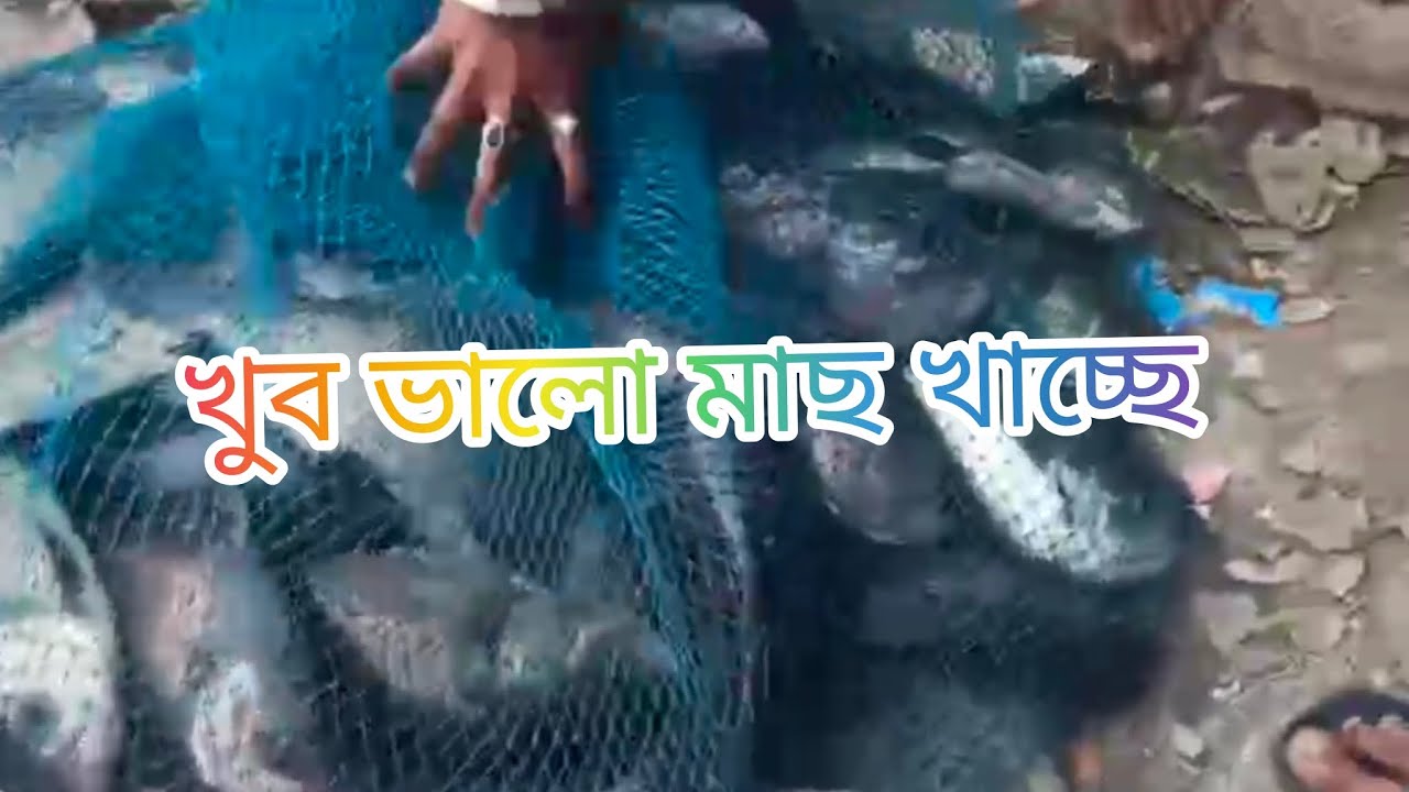 পর্ণশ্রী সদার পুকুরে খুব ভালো মাছ খেল এই বৃহস্পতিবার। 