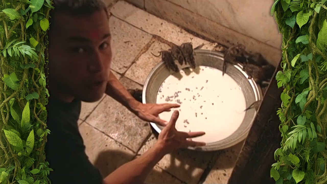 India's Rat Temple