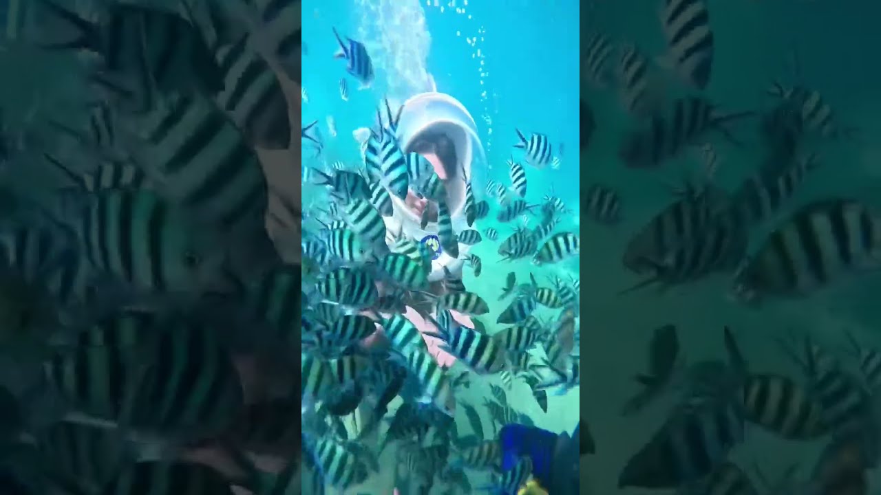 🌊 SeaWalking with Viet Long Travel &ndash; Explore the Ocean Floor Without Getting Wet in Phu Quoc 🐠