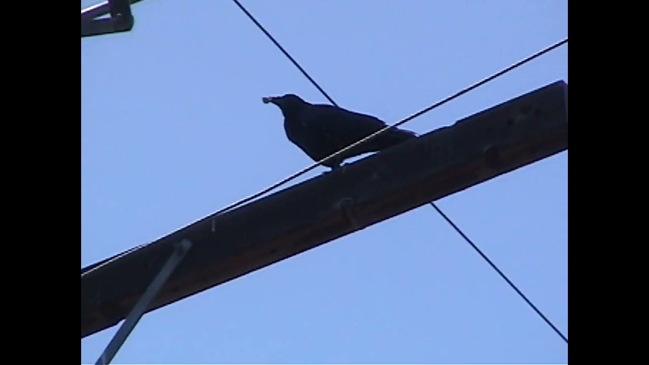 Retro Camcorder Test Footage: Sony DCR-TRV250: deinterlaced and upscaled to 1080p